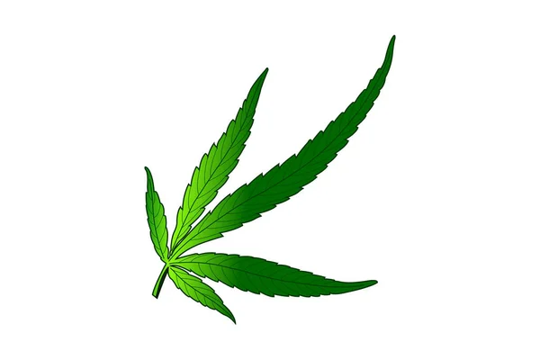 Hazır vektörü yazdır ve düzenlenebilir. Bu da doğal yeşil bir ağaç. Marihuana Yaprak Vektörü. Yeşil kenevir keneviri Sativa ya da Esrar Indica Marihuana Yaprağı Beyaz Arkaplanda izole edilmiştir. Tıbbi Tesis. 