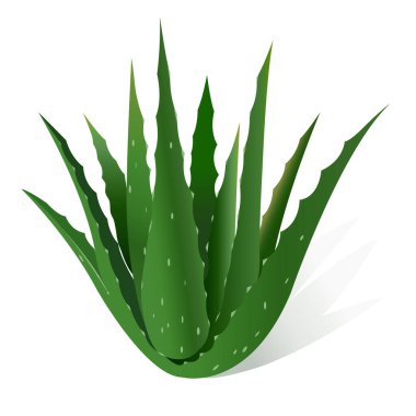 Aloe vera vektör illüstrasyonu, aloe vera bitkisinin gerçekçi illüstrasyonu.