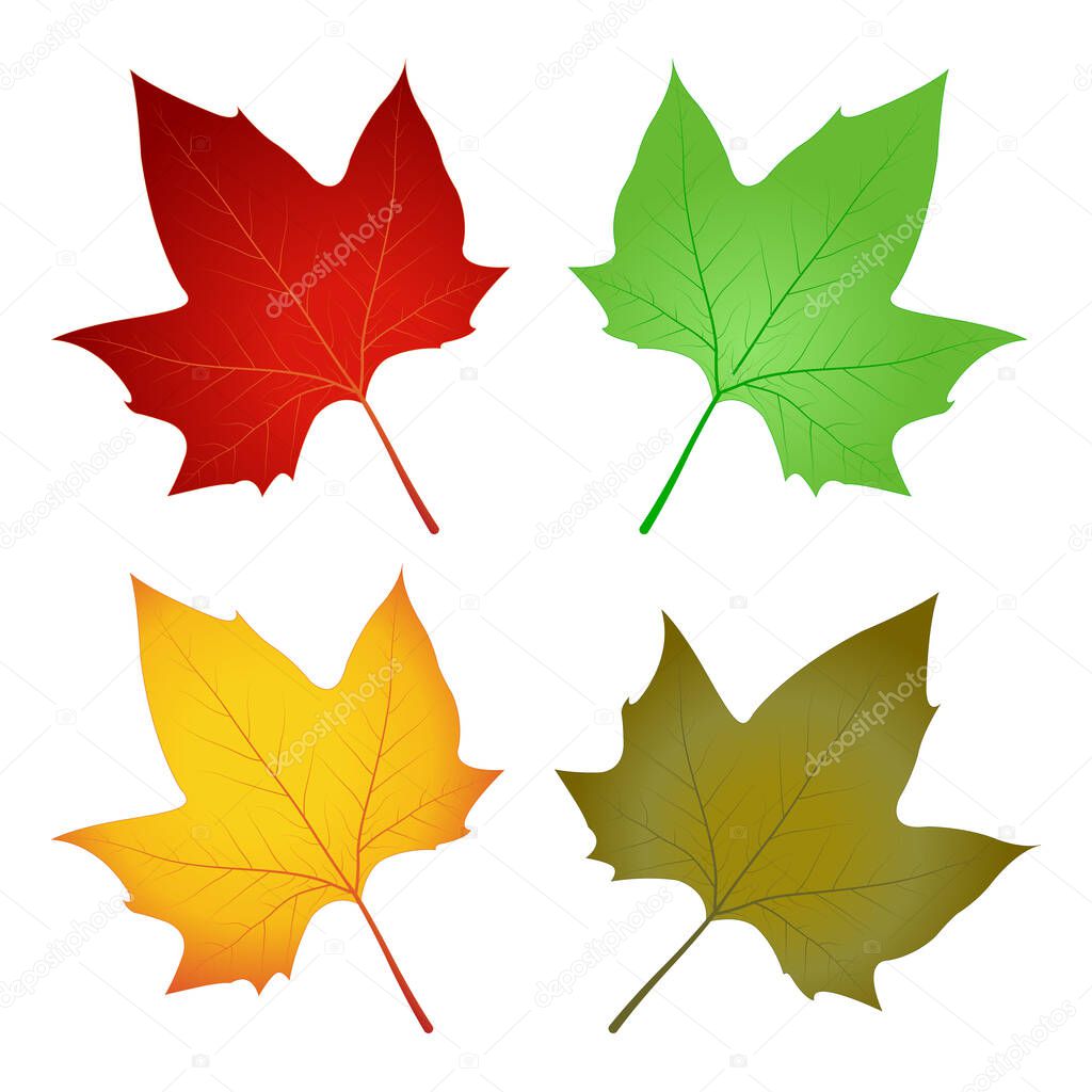 Autumn leaf color Maple leaf Vector