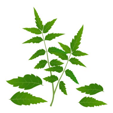 Yakın ağaç vektör illüstrasyonunu bırakır Tıbbi neem yaprakları