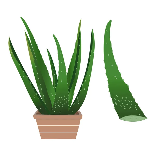 Ilustración Vectorial Aloevera Realista Planta Vectorial Aloe Vera Top Eps — Vector de stock