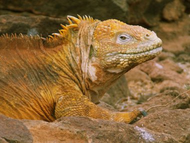 Sarı iguana olarak bilinen kara iguanası Galapagos Adaları 'ndan Seymour Adası' nda yaşar.