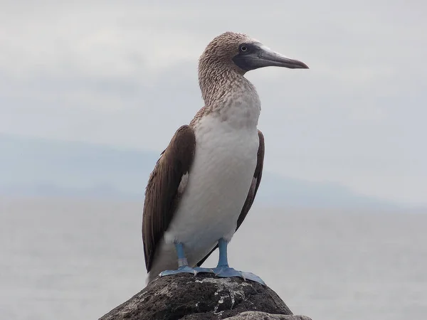 Blue Footed Booby Standing Rock Sea — Stock Photo, Image