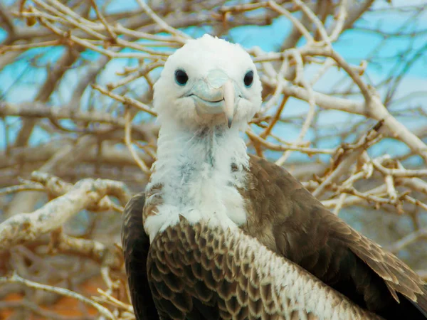 Galapagos Albratross Aka Waved Albatross Pair Nesting Seymour Norte Island — Stock Photo, Image