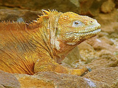           Ekvador 'un Galapagos Adaları' ndan bir kara iguanasının yakın çekimi.