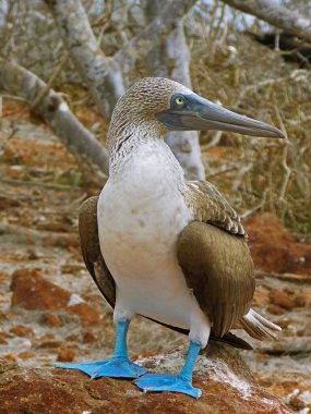 Mavi ayaklı sümsük kuşu doğal ortamında. Galapagos Adalarında Ekvador. 