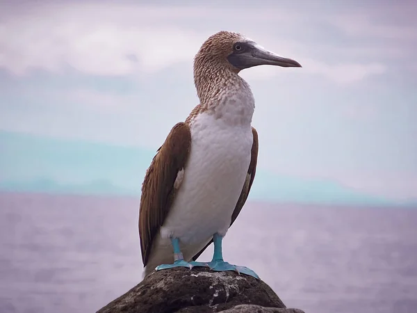 Booby Pieds Bleus Dans Son Habitat Naturel Aux Îles Galapagos — Photo