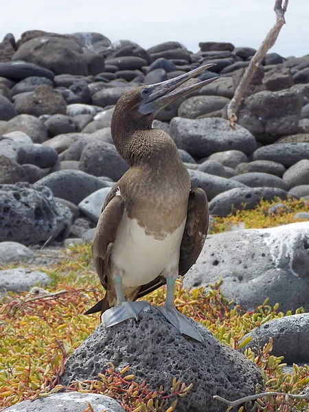 Blue Footed Booby Its Natural Habitat Galapagos Islands Ecuador — Stock Photo, Image