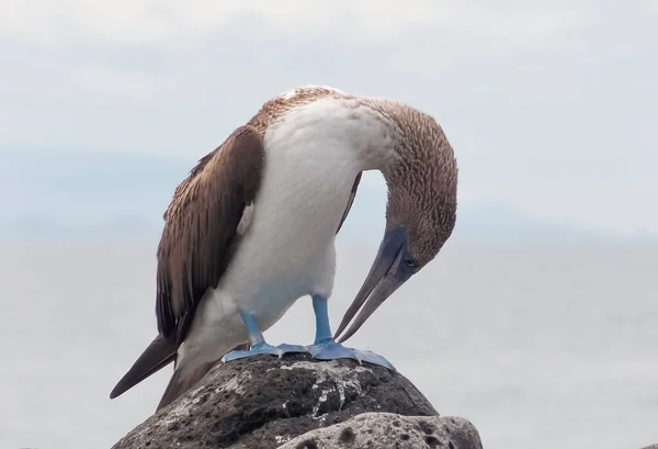 Blue Footed Booby Its Natural Habitat Galapagos Islands Ecuador — Stock Photo, Image