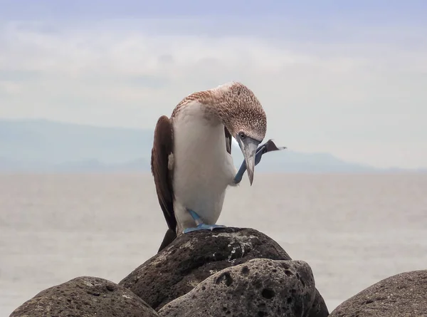 Blue Footed Booby Its Natural Habitat Galapagos Islands Ecuador — Stock Photo, Image