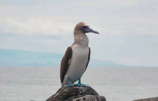 Blue Footed Booby Its Natural Habitat Galapagos Islands Ecuador — Stock Photo, Image