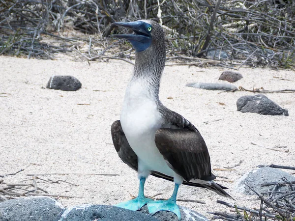 Blue Footed Booby Its Natural Habitat Galapagos Islands Ecuador — Stock Photo, Image