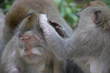 Maymunlar birbirlerini kaşıyorlar.
