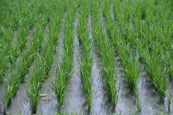 Bali 'de organize pirinç tarlası
