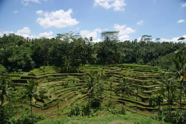 Uzaklardan gel, Bali.
