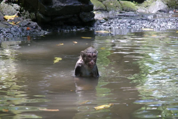 猿は湖でぬれた — ストック写真