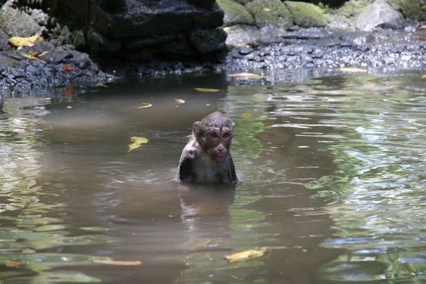 Monkey Soaked Wet Lake — Stock Photo, Image