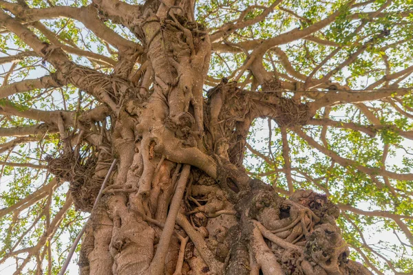 Yaşam Ağacı, Siste Muhteşem Banyan Ağacı. Sabah manzarası. Soyut bulanıklık ve Yumuşak Odaklanma