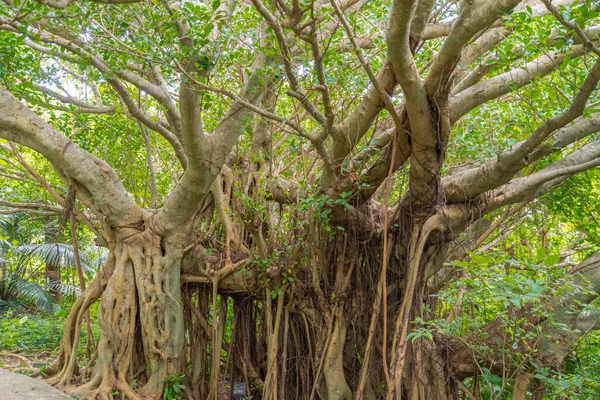 Tree Life Amazing Banyan Tree Mist Ochtendlandschap Abstracte Vervaging Zachte — Stockfoto