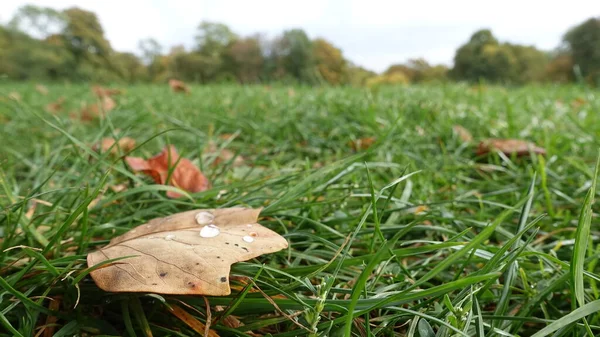 Düşmüş meşe çiy ile yaprakları. Sonbahar meşe yaprakları.sonbahar meşe yaprakları na su damlaları yakın çekim. Kuru Sonbahar Meşe Yaprağı Yere Yağmur Su Damlaları ile Kaplı. Yakın Çekim Fotoğraf.