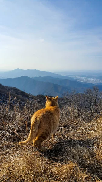 Koreli Yaban Kedisi Felis Silvestris, Avrupa sonbahar ormanlarında sonbahar kozalaklı ormanlarında yosunlu kayalarda oturuyor. Tipik çevre, Avrupa.