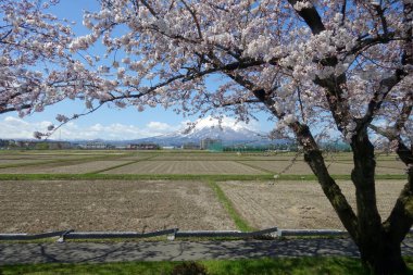 Japonya 'daki Fuji Dağı' ndan kiraz çiçekleri ve nehirler