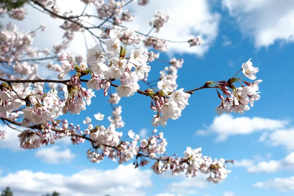 Japonya 'daki Fuji Dağı' ndan kiraz çiçekleri ve nehirler
