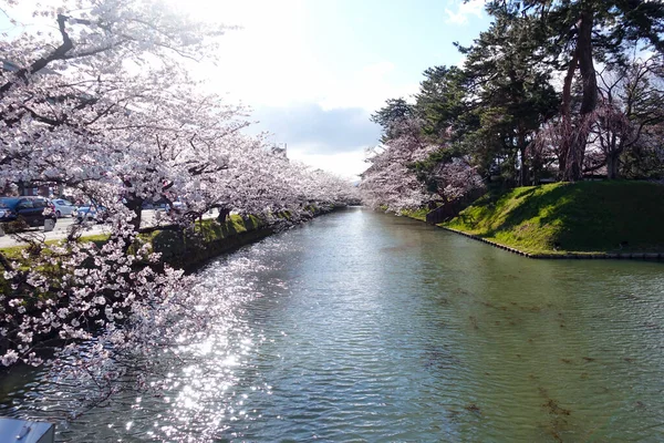 Japonya 'daki Fuji Dağı' ndan kiraz çiçekleri ve nehirler