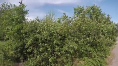 Rüzgarda sallanan böğürtlenli yeşil çalılar