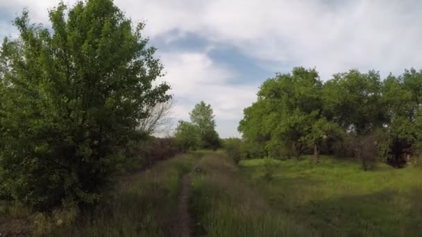 Walk along the path in a thick green grove — Stock Video