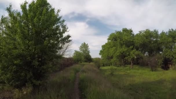 Wandern Sie entlang des Weges in einem dichten grünen Hain — Stockvideo