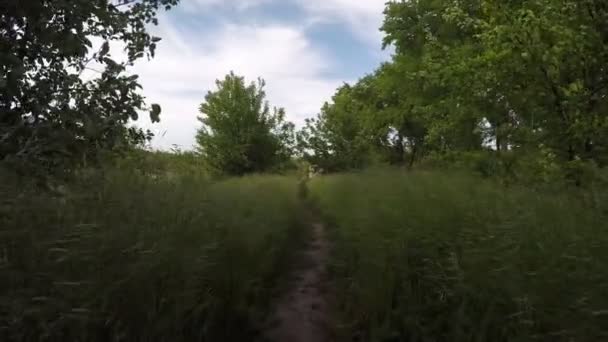 Natura, wiosna, ścieżka w lesie z wysoką trawą — Wideo stockowe