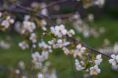 Çiçek açan bir kirazın bulanık dalı. Bahar geliyor, her şey çiçek açıyor.
