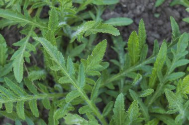 Güneş ışığında güzel arka plan çimenleri.