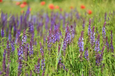 Lupin tarlası ve kırmızı gelincikler güneşli ve açık bir günde.