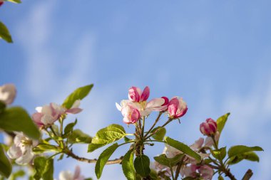 Arkaplanda çiçek açan bir elma ağacının dalları.
