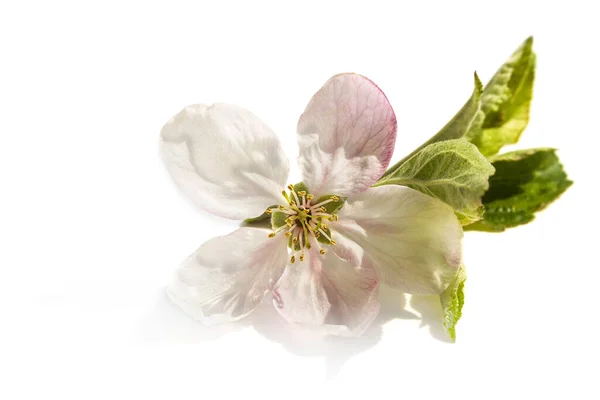 Jablečné Květy Izolované Bílém Pozadí — Stock fotografie