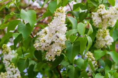 Çiçek açan leylağın bahar dalı.