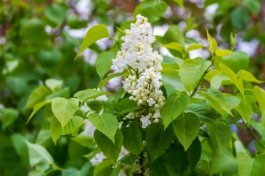 Çiçek açan leylağın bahar dalı.