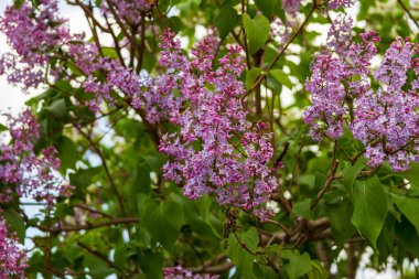 Çiçek açan leylağın bahar dalı.