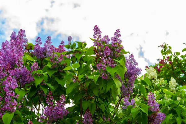 Rama Primaveral Color Lila Flor Contra Cielo — Foto de Stock