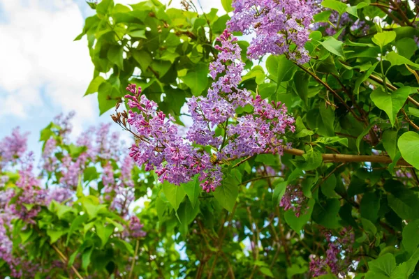 Branche Printanière Lilas Fleurs Contre Ciel — Photo