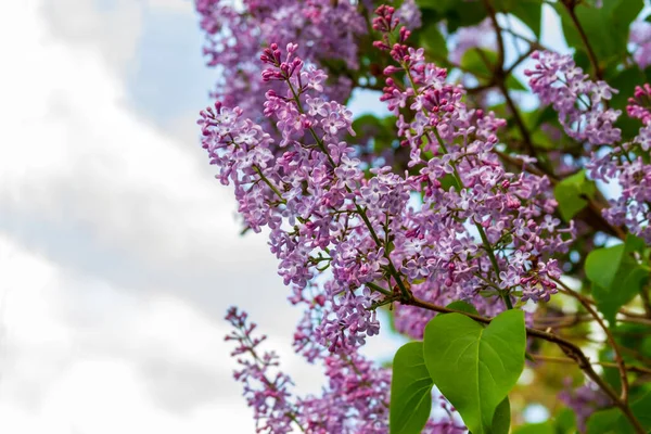 Ramo Primavera Lilás Florescente Contra Céu — Fotografia de Stock