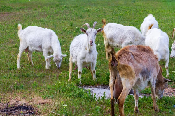 Flock Getter Går Friska Luften Sommardag — Stockfoto