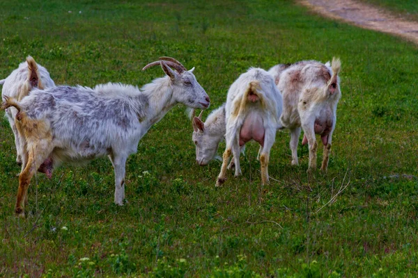 一群山羊在新鲜空气中散步 — 图库照片