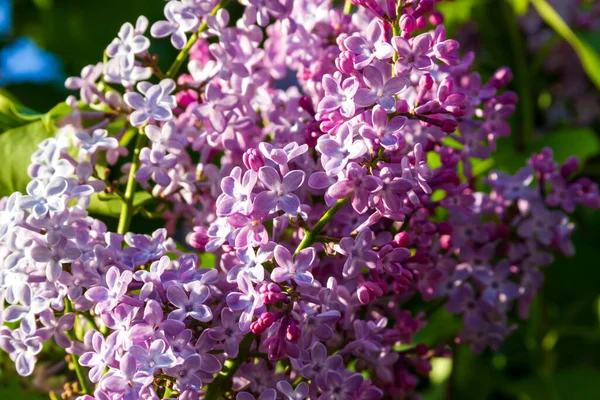 Ramo Primavera Lilás Florescente — Fotografia de Stock