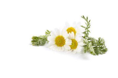 İzole edilmiş beyaz arkaplanda papatya çiçekleri.