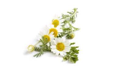 İzole edilmiş beyaz arkaplanda papatya çiçekleri.