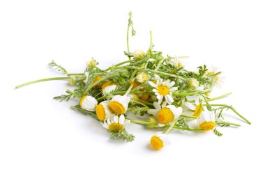 İzole edilmiş beyaz arkaplanda papatya çiçekleri.