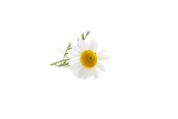 Chamomile Flowers Isolated White Background — Stock Photo, Image